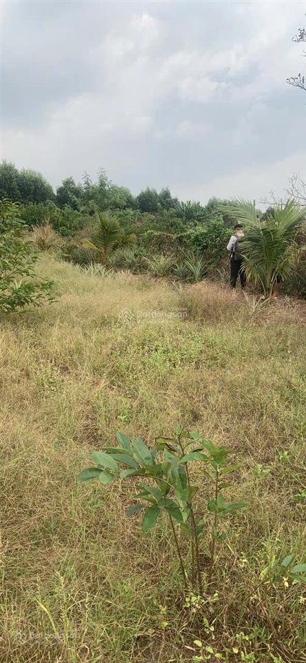 5068 m2 mặt tiền hương lộ 10 bình an long thành, giá cho nhà đầu tư làm nhà xưởng