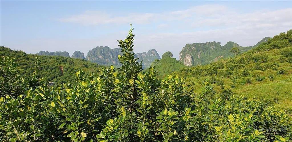 Mời chào quý công ty  khách khu đất 13.5 hecta triển khai dự án nghỉ dưỡng, du lịch sinh thái