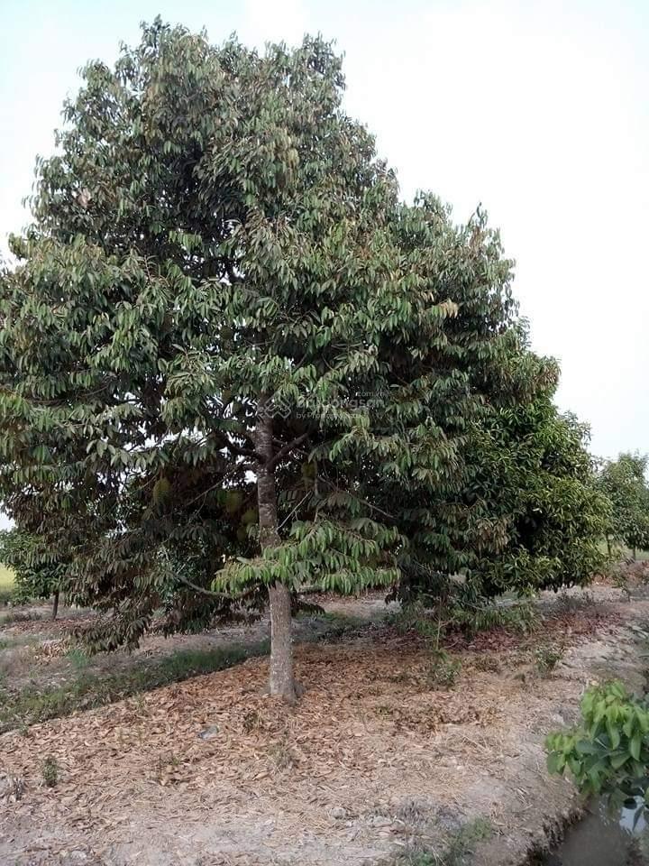 Bán đất trồng cây lâu năm xã phú đông, huyện nhơn trạch, đồng nai. dt 5000m², giá 20 tỷ