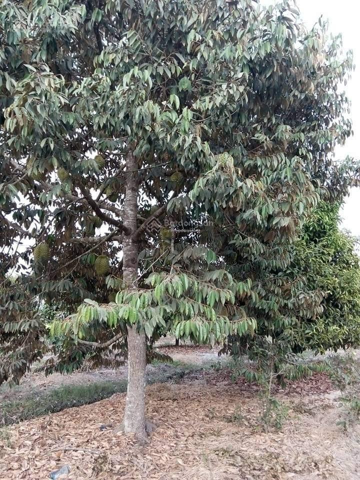 Bán đất trồng cây lâu năm xã phú đông, huyện nhơn trạch, đồng nai. dt 5000m², giá 20 tỷ