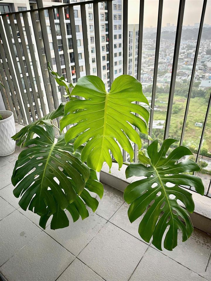 Cần cho thuê căn hộ 2 phòng ngủ vinhomes grand park  nguyễn xiển, q9