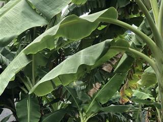 Bán đất nền dự án kdc tân đô, 1,7 tỷ vnd, 105 m2, đức hoà hạ, long an