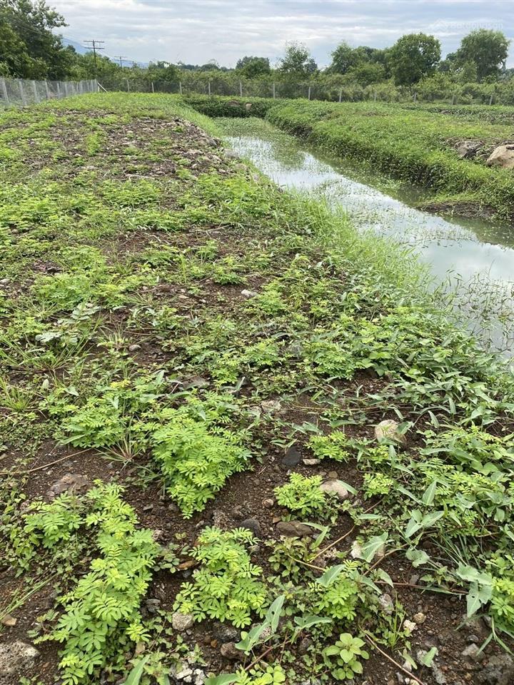 Đất diện tích lớn p. long khánh (tổng cộng 4.300m2), giá bán bằng lô đất nền