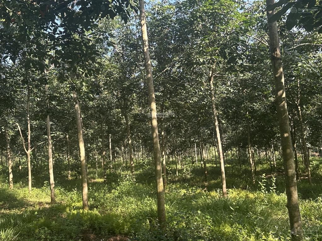 Cơ hội hiếm chỉ hơn 15 tỷ sở hữu 80.000m2 đất cao su đồng nai, đón đầu đô thị biên giới tương lai