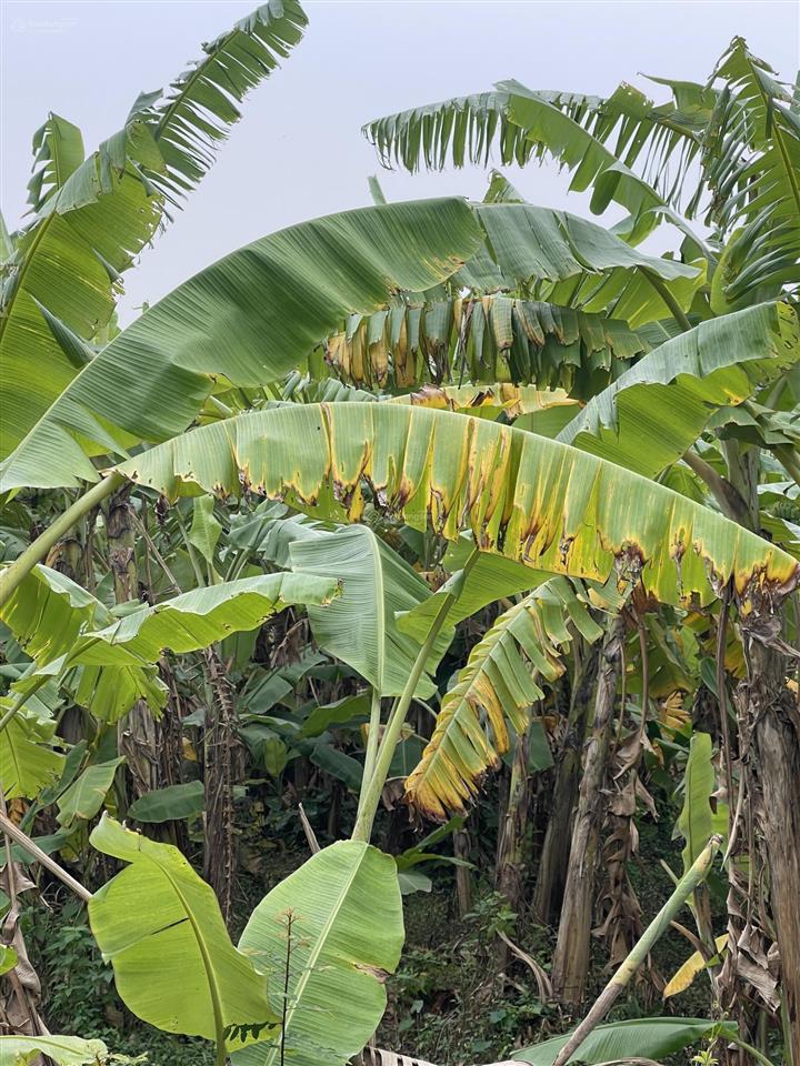 Bán mảnh đất vườn 50 năm, 450m2, 2 mặt đường 4m, giá giật mình 1,8 triệu/m2