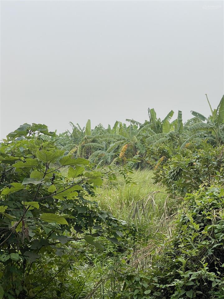 Bán mảnh đất vườn 50 năm, 450m2, 2 mặt đường 4m, giá giật mình 1,8 triệu/m2