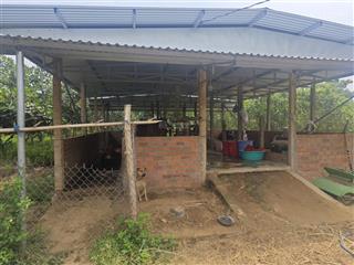 Bán trang trại 25 sào view sông dinh ninh hòa cách trung tâm 700m giá 200tr/sào 0793 650 ***