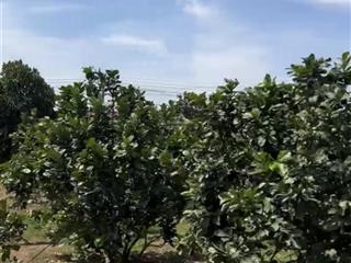Bán gấp đất vườn sông đồng nai 3000m2 tại bình lợi, vĩnh cửu, đồng nai, giá 14,5tỷ3000m2 sổ hồng