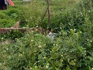 100m2 đất xã lưỡng vượng, tuyên quang