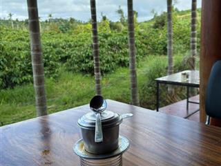 Vườn sầu riêng thu mạnh nghỉ dưỡng. nhà sàn, ao, thế nhà "tả thanh long hữu bạch hổ". 3,9tỷ/0,8ha