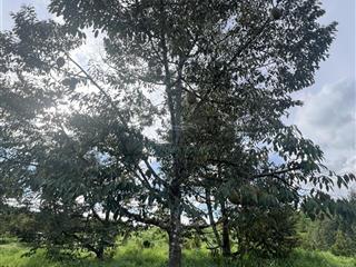 Bán gấp trang trại, khu nghỉ dưỡng 3 tỷ, 7400 m2 tại xã phước lộc, đạ huoai, lâm đồng