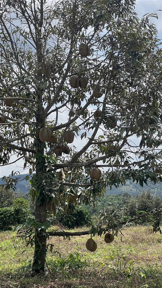 Bán đất vườn mini tại lộc đức  bảo lâm  lâm đồng  diện tích 1.039m2 (ngang 12m, dài 87m)