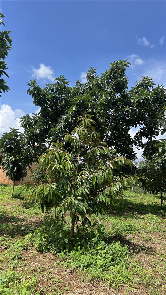 Bán đất vườn mini tại lộc đức  bảo lâm  lâm đồng  diện tích 1.039m2 (ngang 12m, dài 87m)