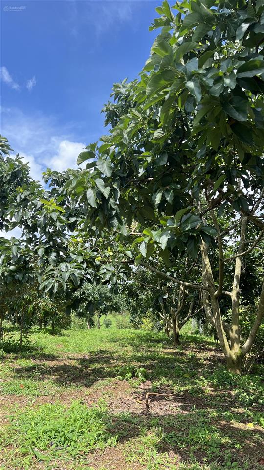 Bán đất vườn mini tại lộc đức  bảo lâm  lâm đồng  diện tích 1.039m2 (ngang 12m, dài 87m)