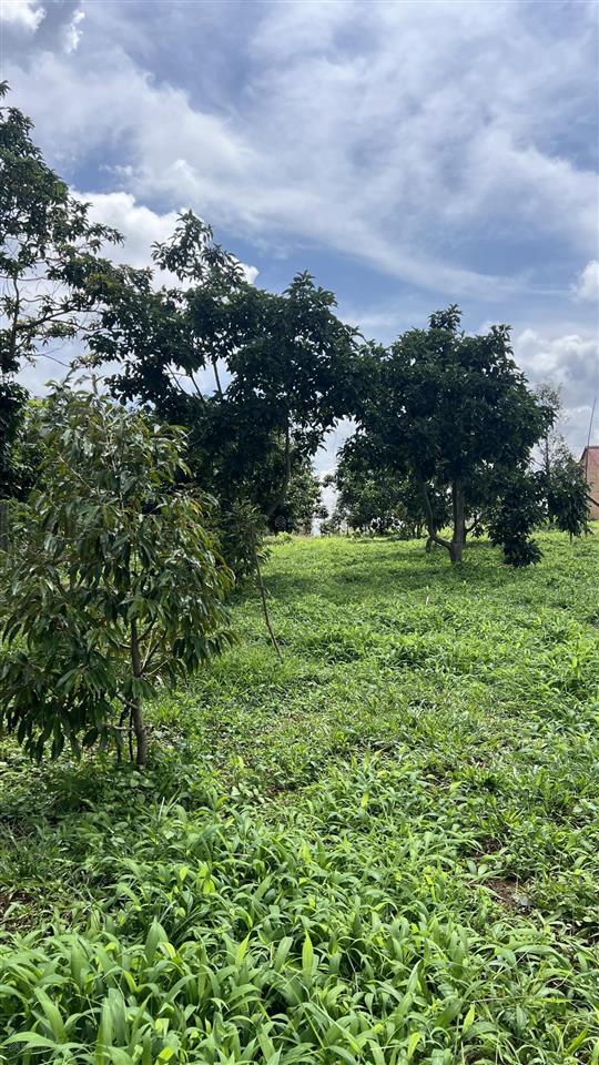 Bán đất vườn mini tại lộc đức  bảo lâm  lâm đồng  diện tích 1.039m2 (ngang 12m, dài 87m)