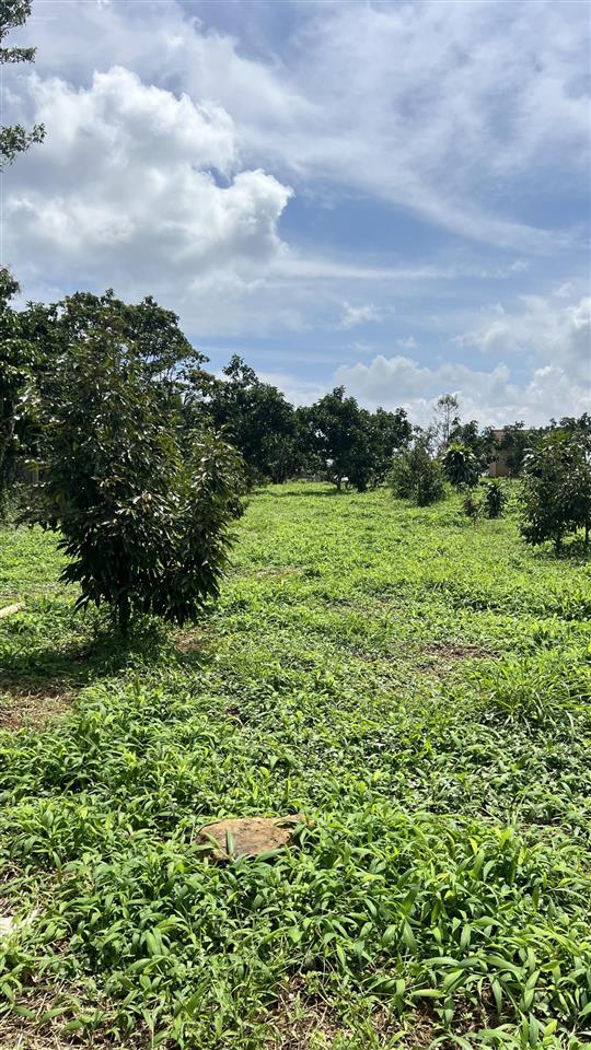 Bán đất vườn mini tại lộc đức  bảo lâm  lâm đồng  diện tích 1.039m2 (ngang 12m, dài 87m)