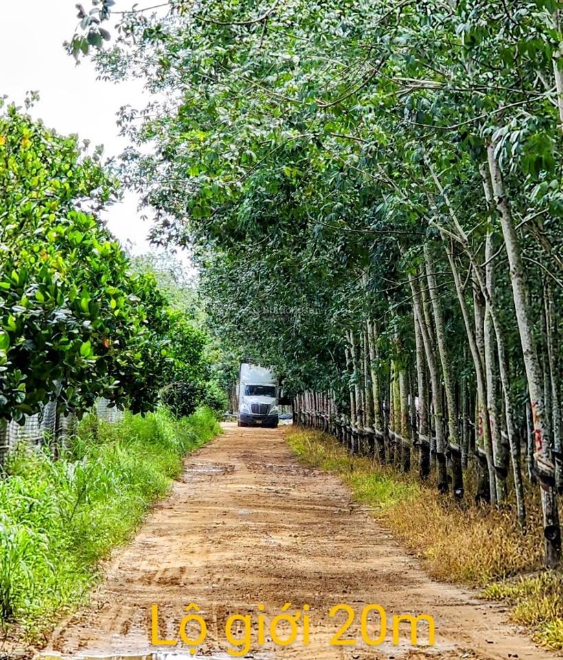 Bán 2ha đất siêu đẹp trồng cây ăn trái, mặt tiền dài đến 140m, cực kỳ thích hợp trồng sầu riêng