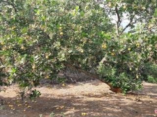 Bán đất bình thuận 10ha sổ hồng riêng, đất trồng xoài, điều lâu năm rất sai trái gần cao tốc