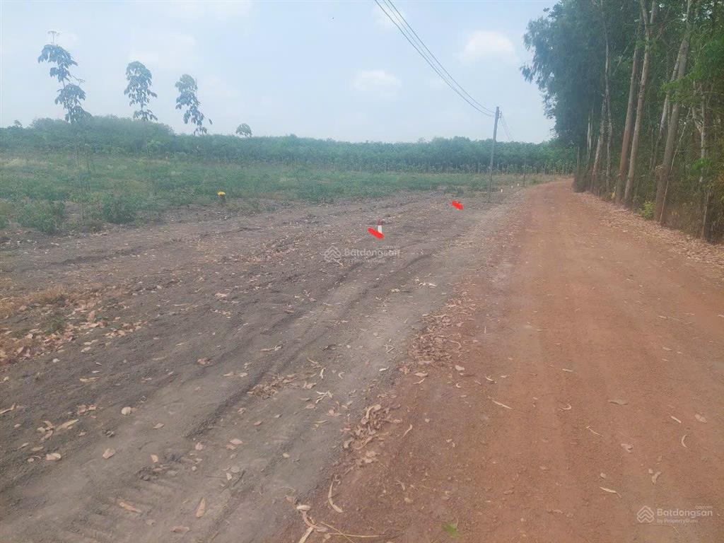 Giá 450 triệu  dt 10x100m = 1000m2 đất chơn thành  bình phước
