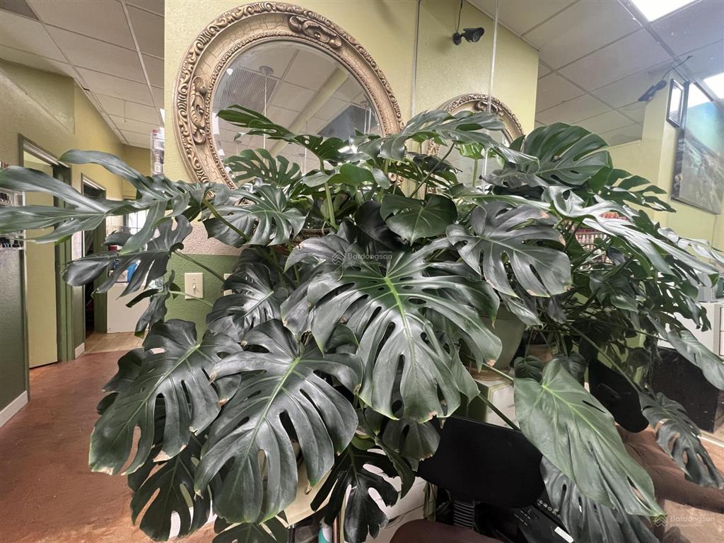 Bán lô đất diện tích đẹp đường nguyễn văn quá q12 diện tích 5 x 15m hẻm nhỏ 2m giá 3tỷ 560 tr