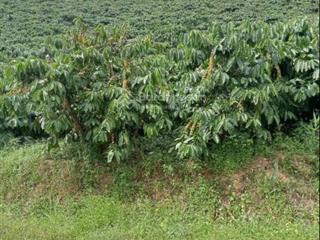 Bán đất tại xã đạm bri, thành phố bảo lộc, tỉnh lâm đồng