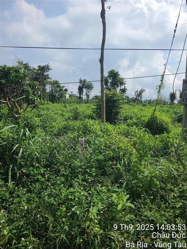 Cần bán sỉ hoặc lẻ 6 lô đất dt 500m2  1110m2 gần dự án lan anh 10. tại xã đá bạc châu đức brvt