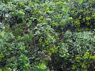 Bán vườn trái cây khoảng hơn 1 mẫu 9 sẵn 300m2 tc hơn 400m mặt tiền đường bê tông. giá 15,5 tỷ