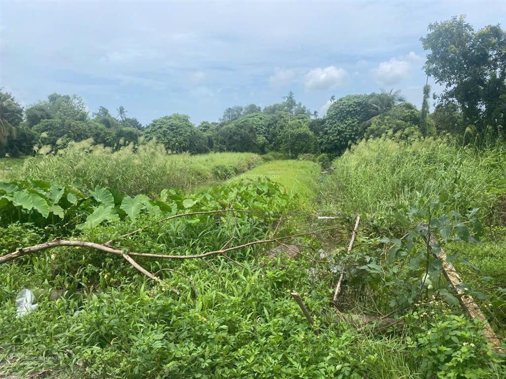 Bán đất nông nghiệp giá rẻ đông thạnh, hóc môn dt 5600m2 sẵn 2 sổ riêng, giá tốt chỉ 4.6tr/m2