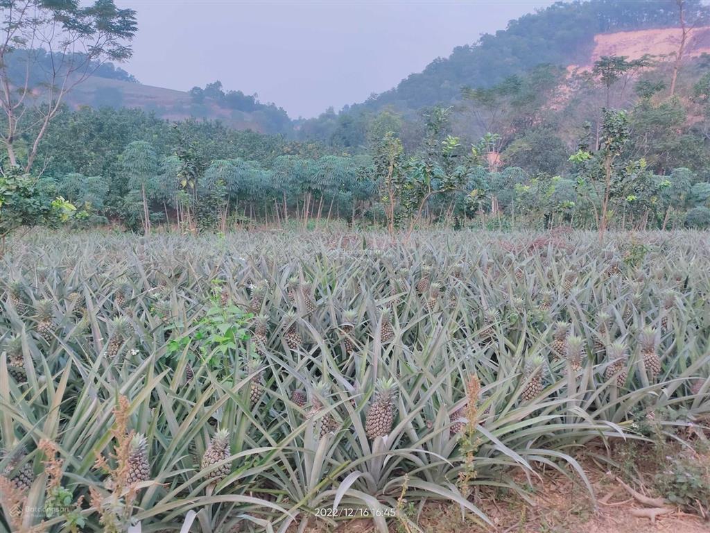 Đất vàng ba vì chỉ 500k/m2  dt 7000m2 mặt tiền khủng 100m, bằng phẳng có công trình và hoa màu