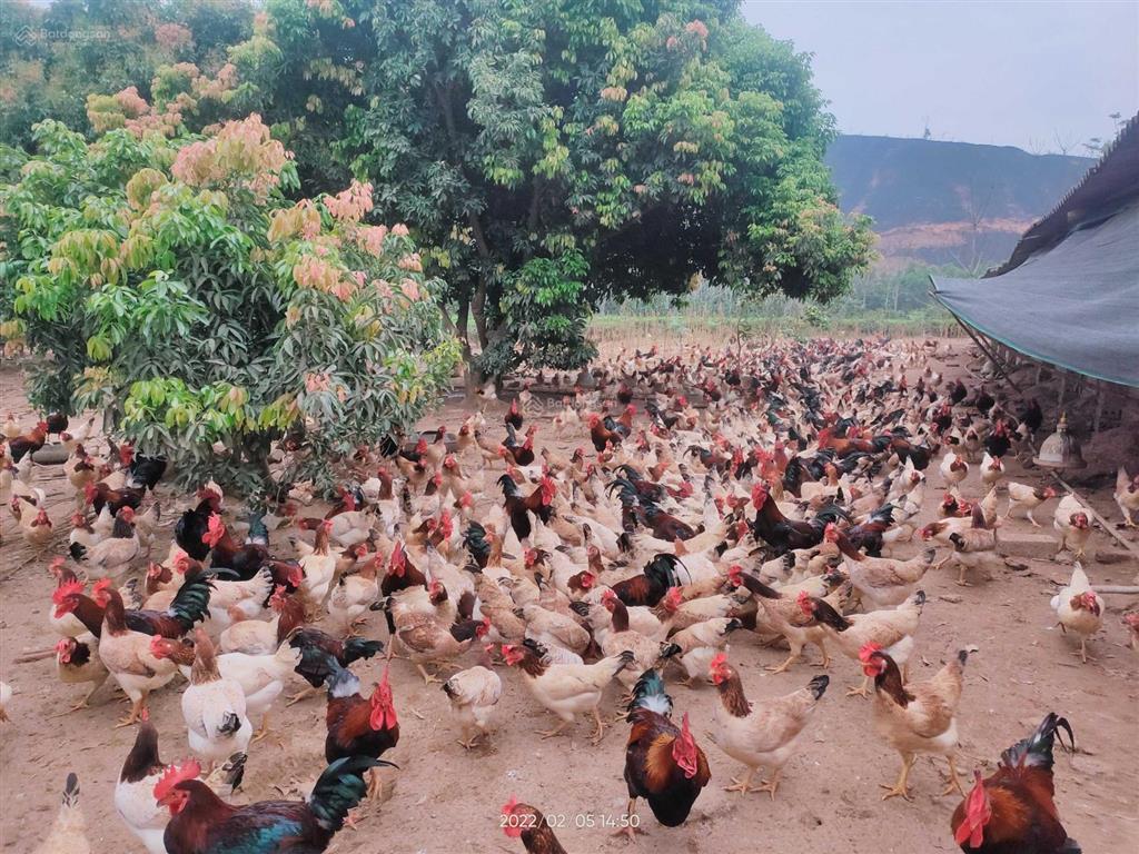 Đất vàng ba vì chỉ 500k/m2  dt 7000m2 mặt tiền khủng 100m, bằng phẳng có công trình và hoa màu