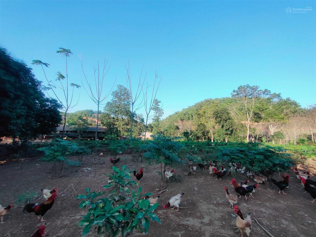 Đất vàng ba vì chỉ 500k/m2  dt 7000m2 mặt tiền khủng 100m, bằng phẳng có công trình và hoa màu