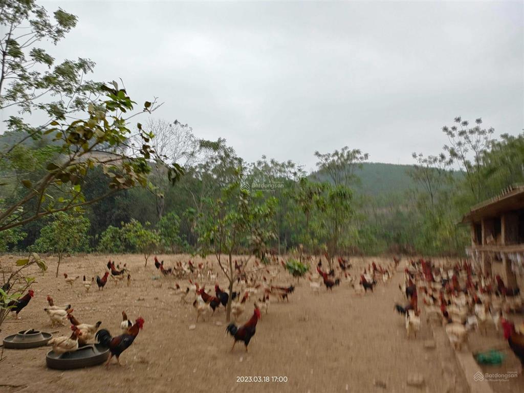 Đất vàng ba vì chỉ 500k/m2  dt 7000m2 mặt tiền khủng 100m, bằng phẳng có công trình và hoa màu