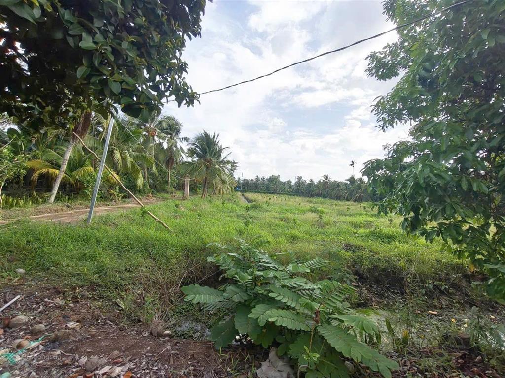 Siêu phẩm đất vườn 15,579m2 có nhà vườn 3pn sát cầu rạch miễu 2 (800m) mới thông xe