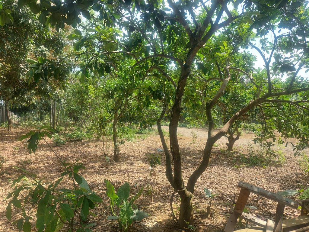 Chính chủ giao chìa khóa bán khu khuôn viên nhà vườn cơ bản sát dự án legacy 60ha giá nhỉnh 5tr/m