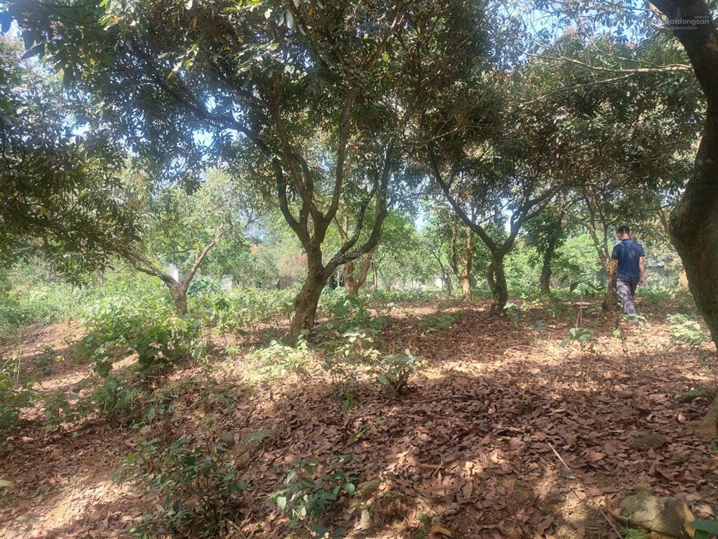 Chính chủ giao chìa khóa bán khu khuôn viên nhà vườn cơ bản sát dự án legacy 60ha giá nhỉnh 5tr/m