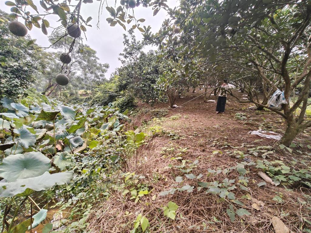 Lô đất 790m2 300m2 tc bám đường hơn 25m tại yên thủy, giá 1,xtr/m2