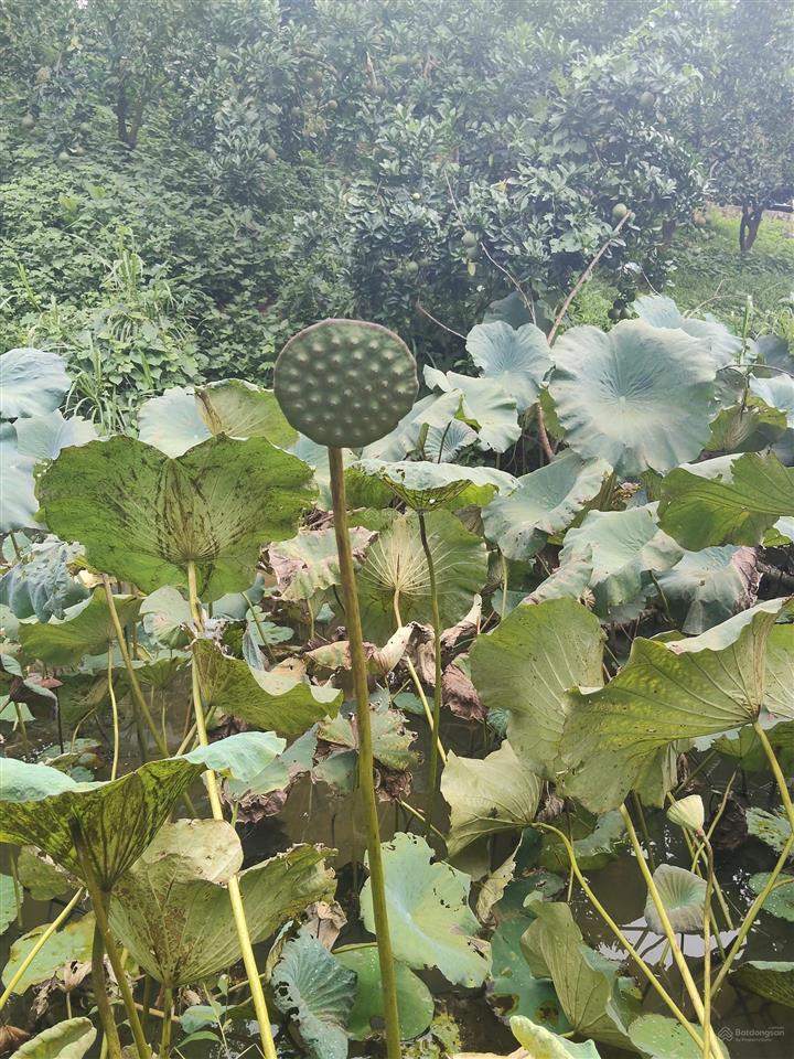 Lô đất 790m2 300m2 tc bám đường hơn 25m tại yên thủy, giá 1,xtr/m2