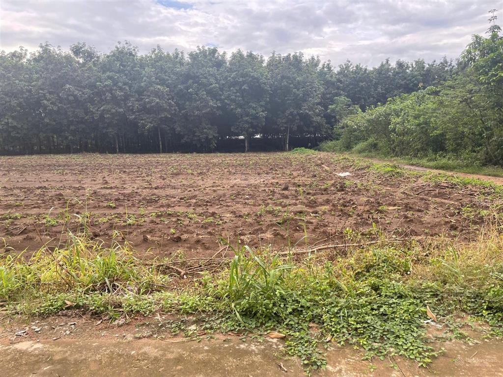 Cần bán lô đất gần trục đường tạo lực bắc tân uyên  phú giáo  bình dương giá 560 triệu shr