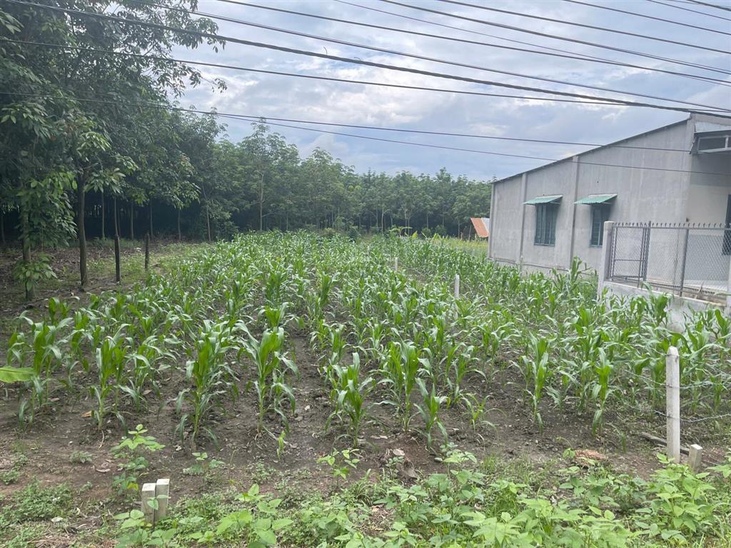 Cần bán lô đất đẹp mặt tiền dh504 ngay trung tâm xã phước thành, tp.hcm giá 530 triệu sổ hồng riêng