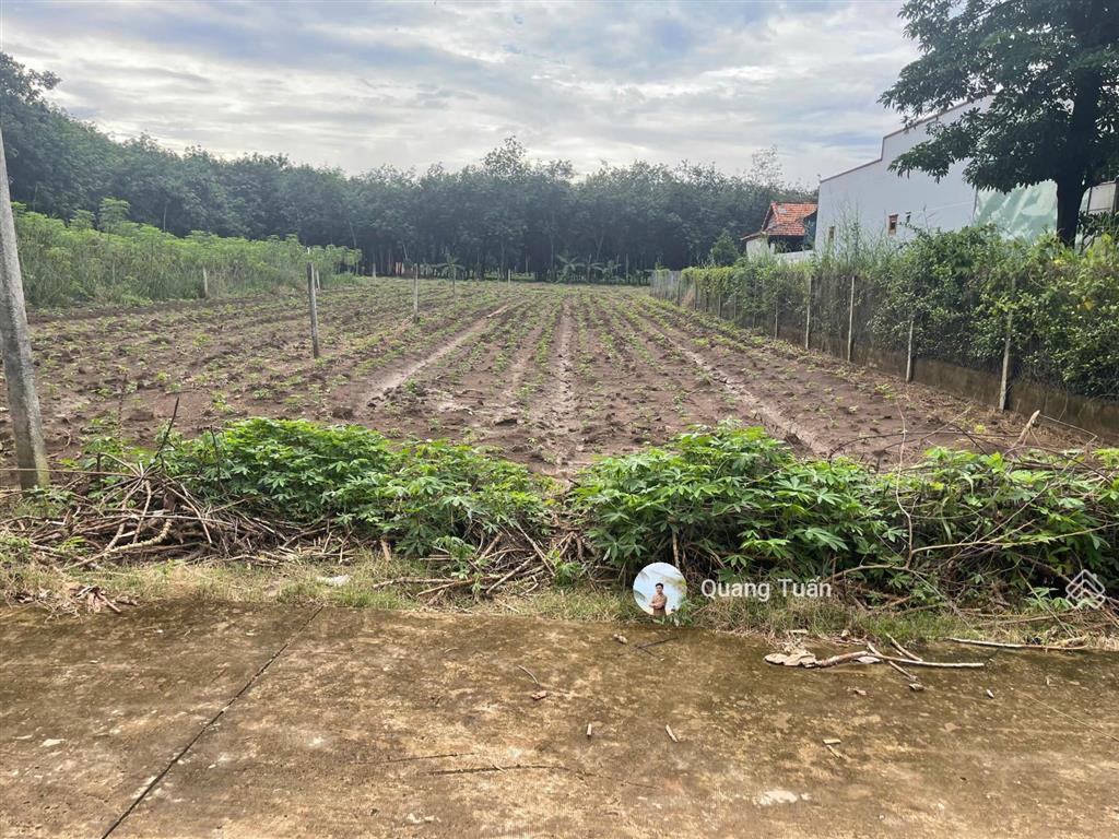 Ngộp bank cần ra gấp lô đất đẹp đối diện trường học, cách ubnd tân hiệp chỉ 500m giá 450 triệu. shr