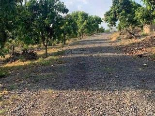 Chính chủ cần bán gấp đất vườn 1004m2 trồng xoài đang thu hoạch, xã ngọc định, định quán, đồng nai