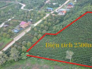 Khách cần tiền ra gấp lô đất tâm huyết 2500m2, tặng nhà gỗ 500tr và cảnh quan. giá 1tr4/m2