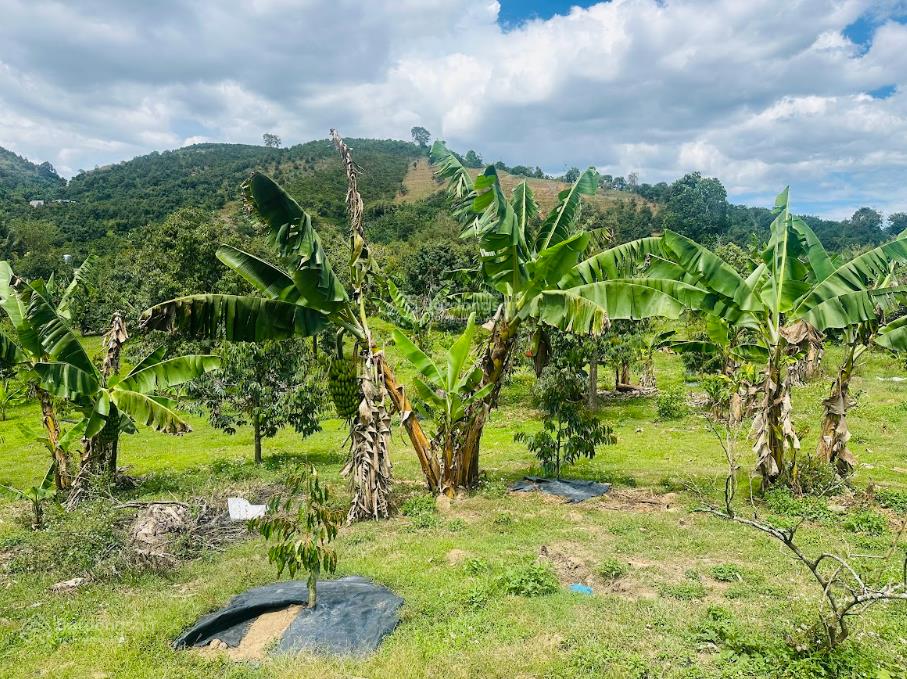 1,1 ha vườn cây ăn trái ngay sát trung tâm lộc nam  bảo lâm