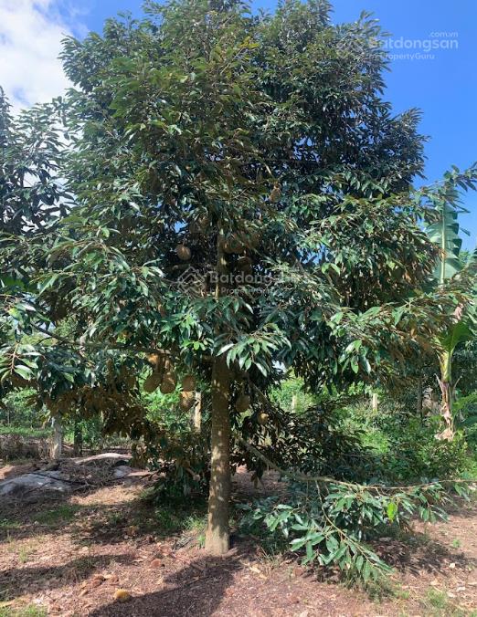 1,1 ha vườn cây ăn trái ngay sát trung tâm lộc nam  bảo lâm