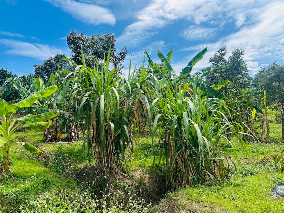 1,1 ha vườn cây ăn trái ngay sát trung tâm lộc nam  bảo lâm