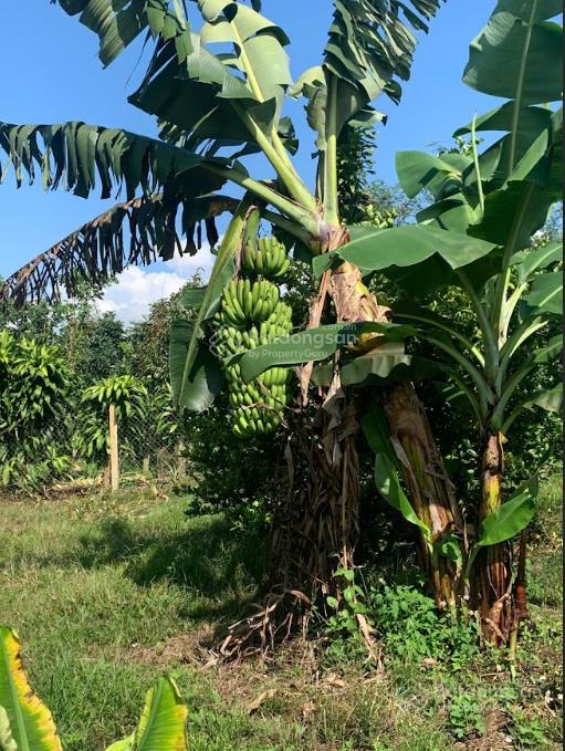 1,1 ha vườn cây ăn trái ngay sát trung tâm lộc nam  bảo lâm