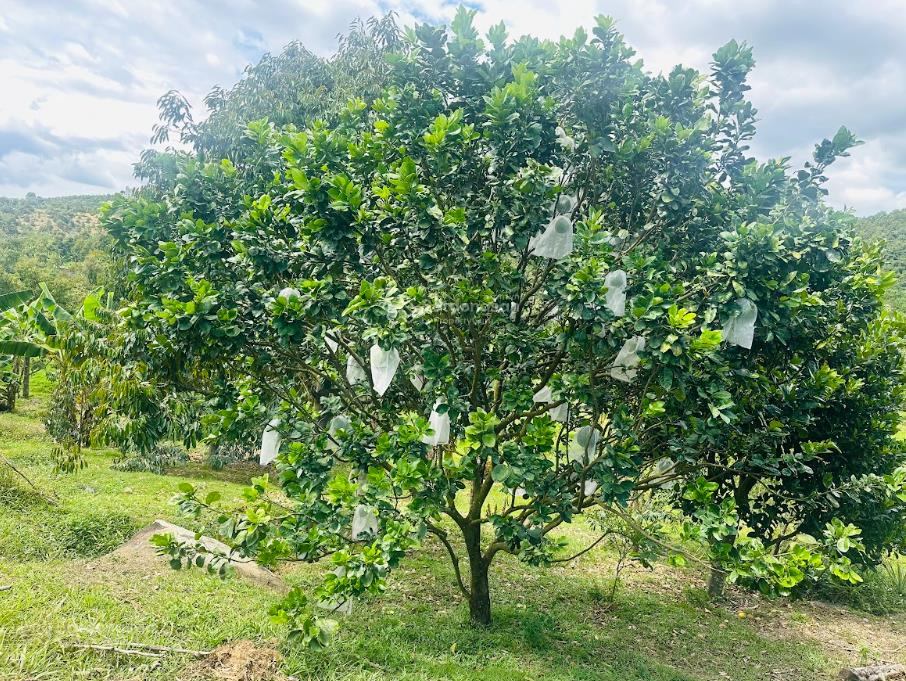 1,1 ha vườn cây ăn trái ngay sát trung tâm lộc nam  bảo lâm