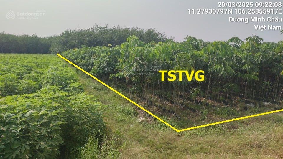 Bán lô đất nền tại dương minh châu  4094.3m2  giá tốt!