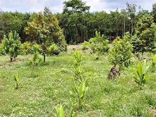 Bác ba bán 5000m2 đất canh tác, trồng cây, đường oto 10m, ngay kcn thuận lợi giá chỉ 150tr/ sào