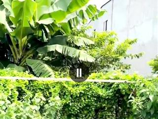 Cần lô đất thổ cư 1/ võ văn vân vĩnh lộc b, bình chánh dt 7,3 x 36 ( nở hậu 7,8) tổng 266m2 8,7tỷ